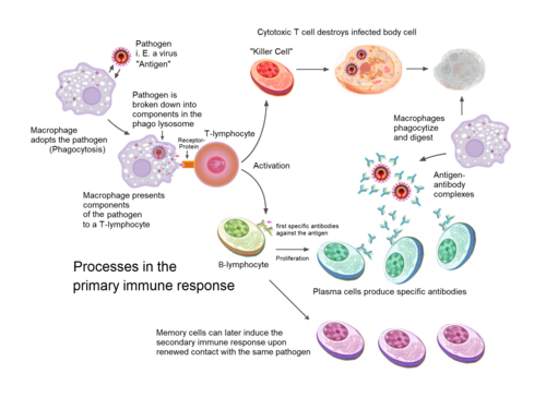primary immune response 1
